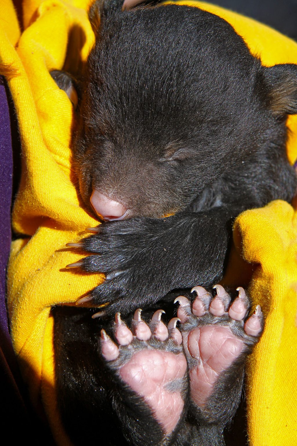 Bear_Cub edit.jpg