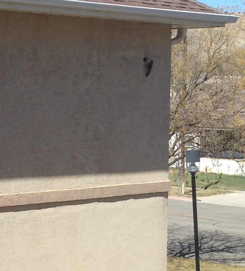 woodpecker_damage.jpg