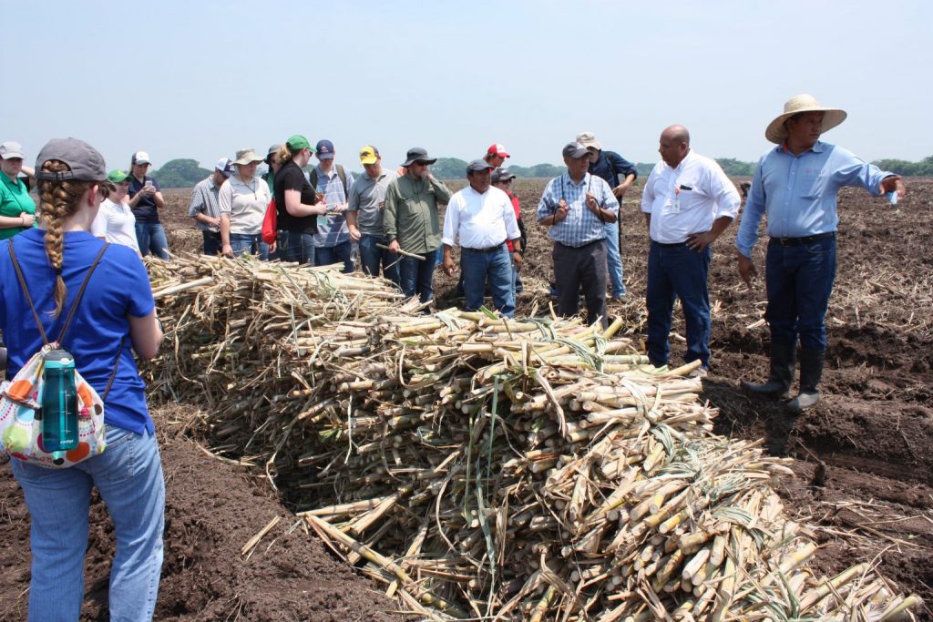 bundling_sugar_cane.jpg