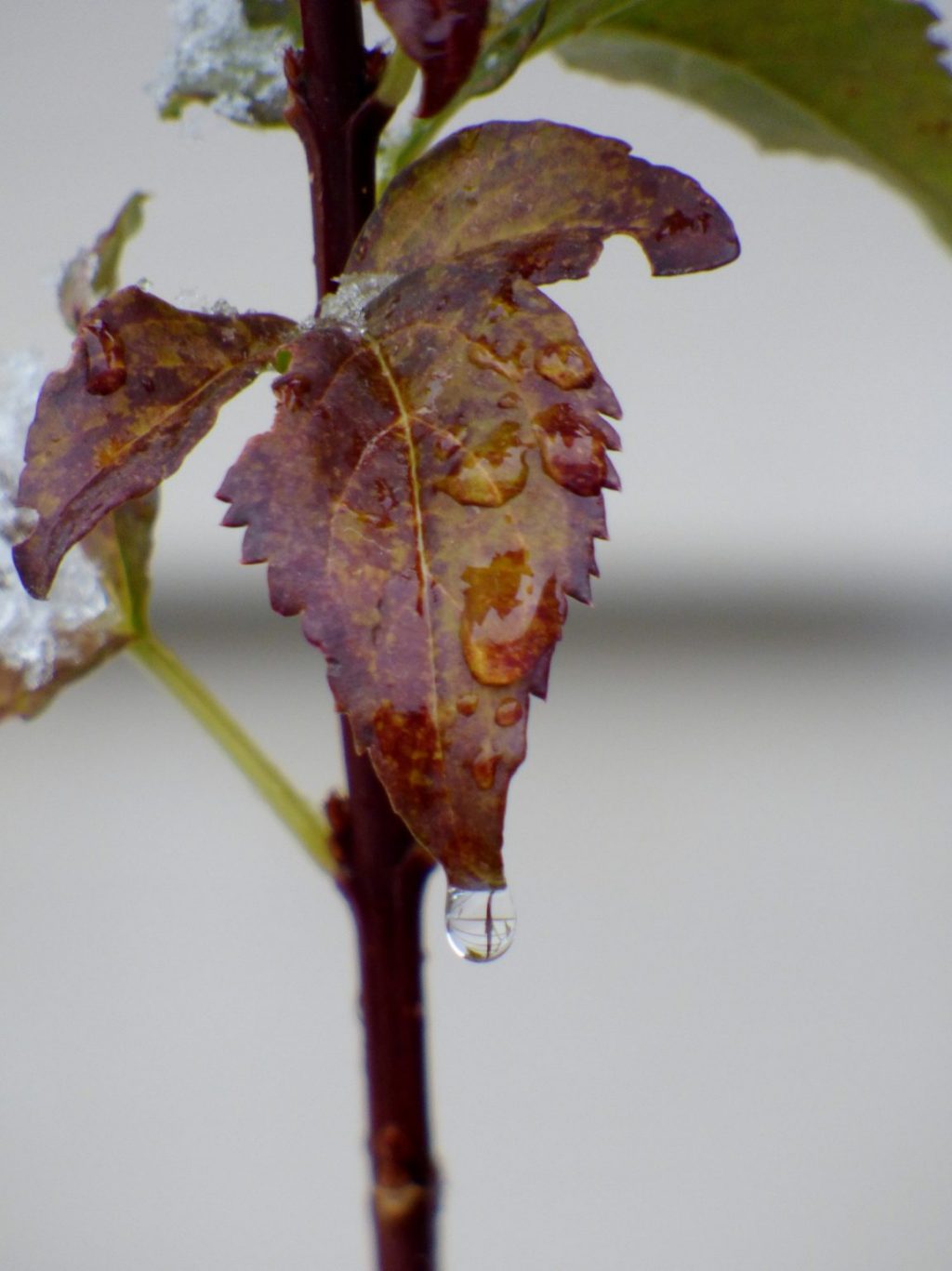leaf.jpg