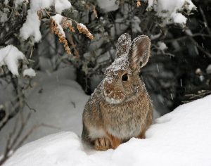 mike_king_-_cottontail_in_the_snow.jpg