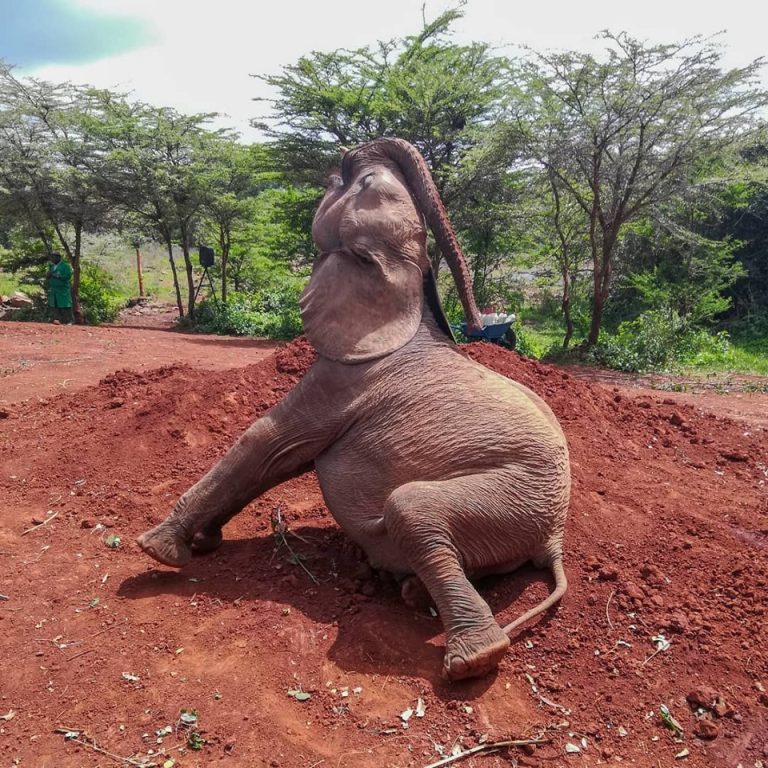 Elephant Picture from Kenya - Toni