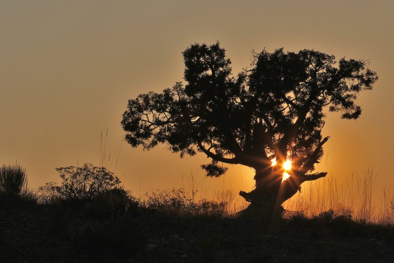 Airport-Road-Sunstar-Tree-3