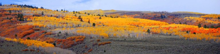Bill Vande Sluis - Fall Leaves