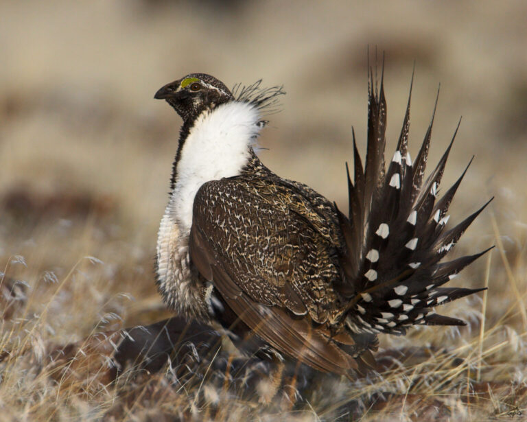 sage grouse