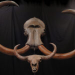 Horns & Tusks special exhibit at USU Eastern Prehistoric Museum
