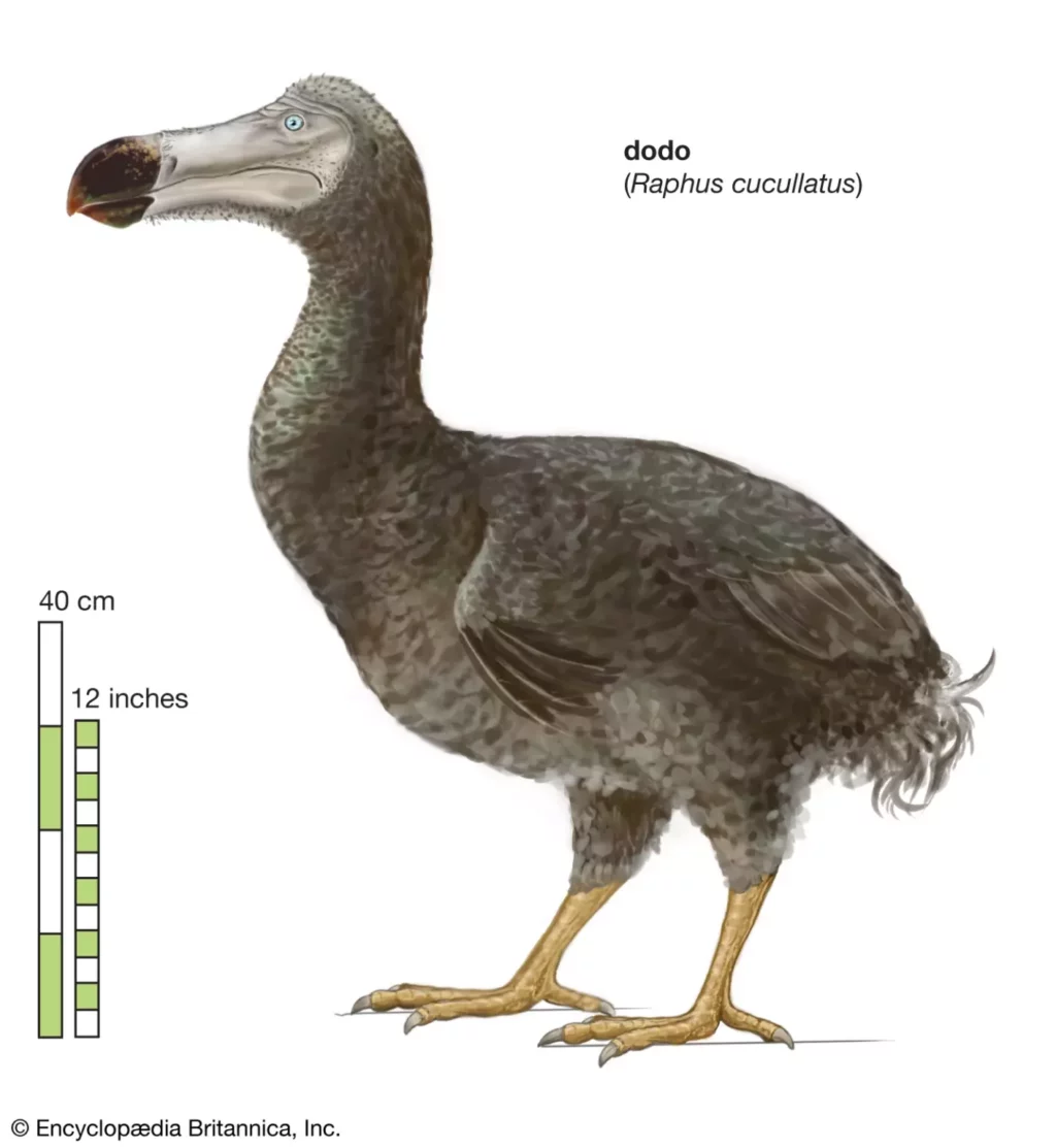 Dodo