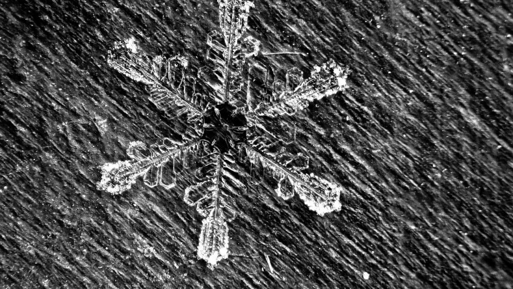 Fresh Utah Snowflake, a Stellar