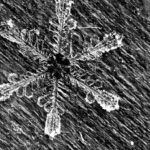 Fresh Utah Snowflake, a Stellar