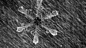 Fresh Utah Snowflake, a Stellar