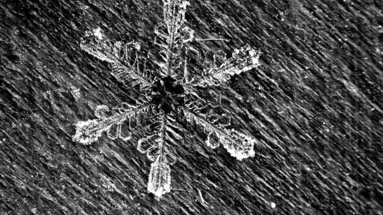 Fresh Utah Snowflake, a Stellar
