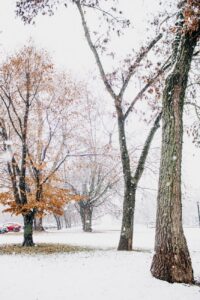 serene winter landscape with snowfall in park