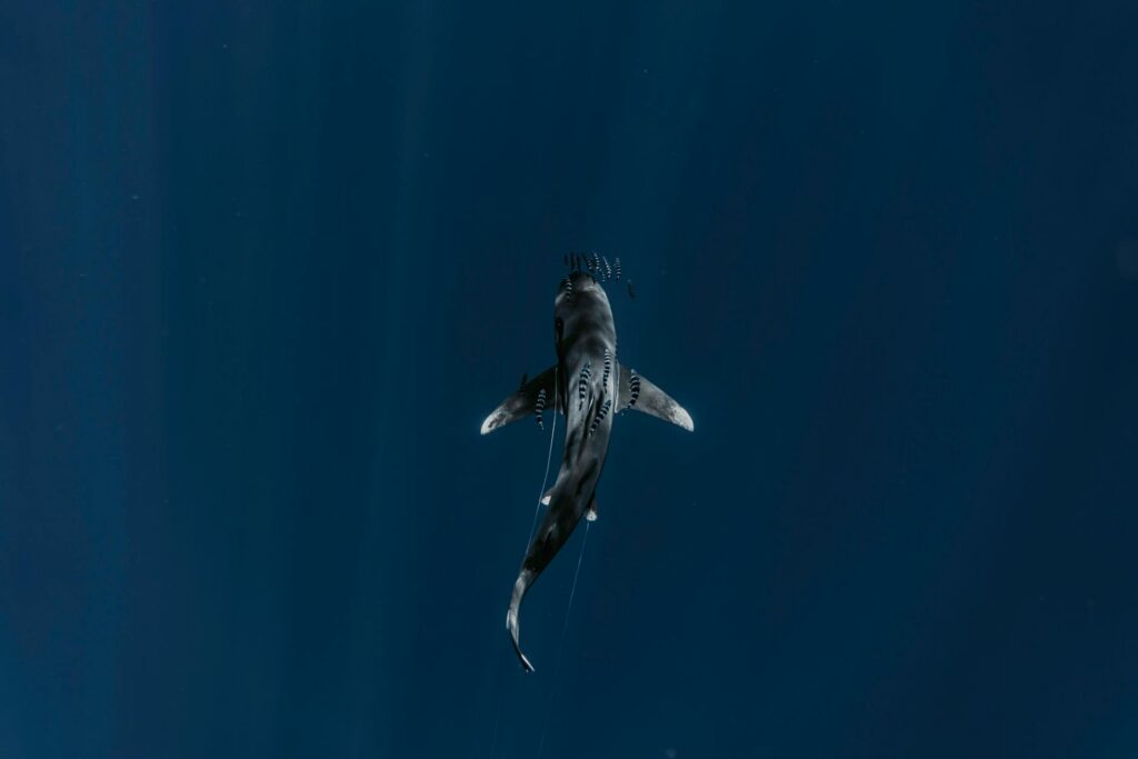view of shark in pelagic waters