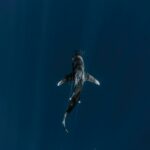 view of shark in pelagic waters