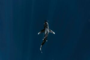 view of shark in pelagic waters