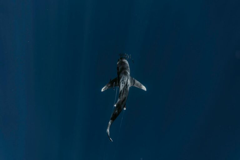 view of shark in pelagic waters